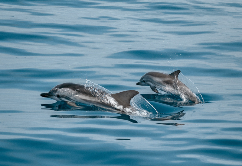 Monitoraggio_biodiversità delfini